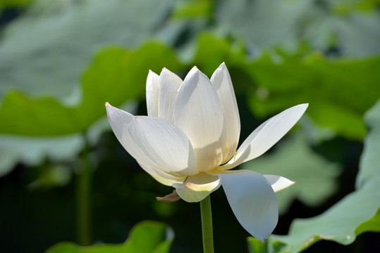 池塘荷花映日荷花别样红夏天西湖