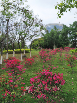 春之花草绿地