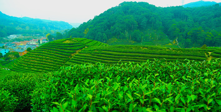 龙井茶山