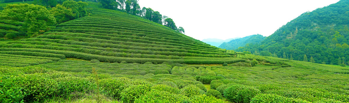 西湖龙井茶山