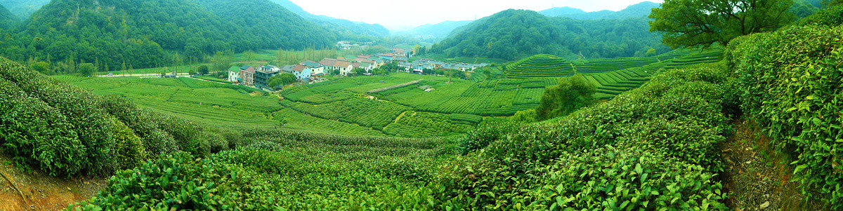 西湖龙井茶园全景