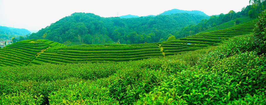 西湖龙井茶山