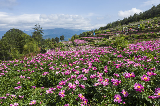 花海