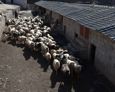绵羊养殖合作社
