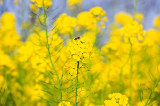 蜜蜂采蜜