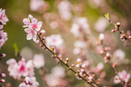 桃花特写