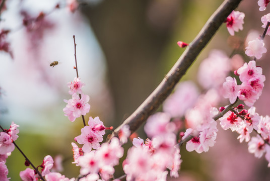 樱花蜜蜂特写