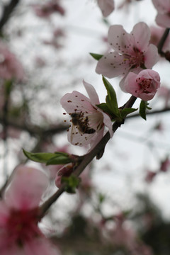 特写桃花