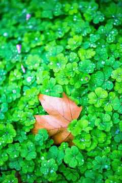 雨后绿色草坪上的一片落叶