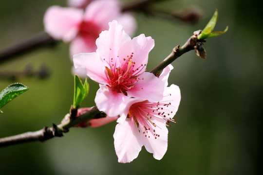 桃花枝