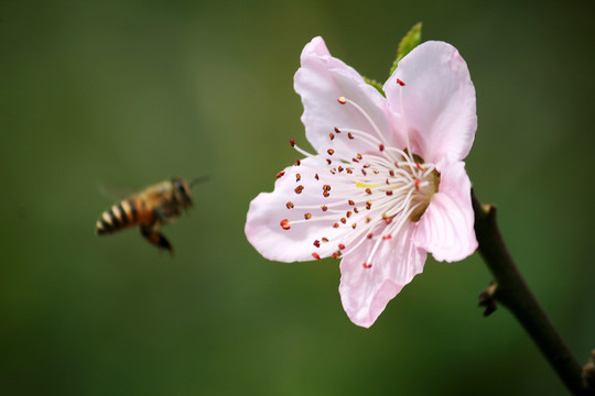 桃花与蜜蜂