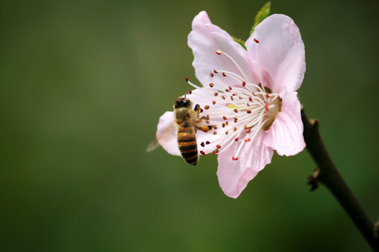 蜂采蜜