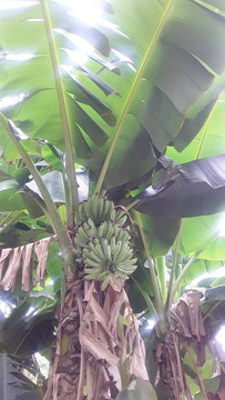 树上待熟的香蕉