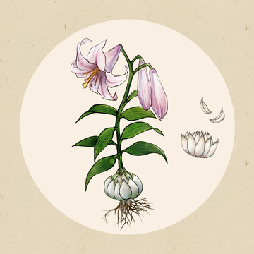 百合花植株中藥材手繪插畫