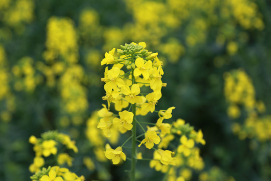 一朵油菜花