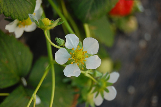 草莓花