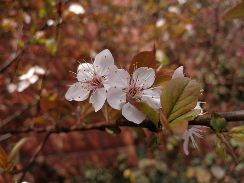 红叶李