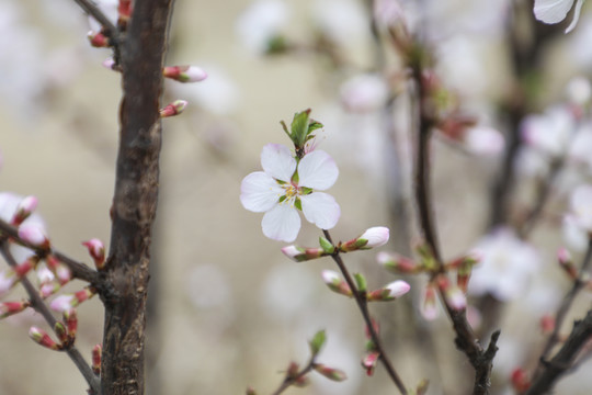 樱花