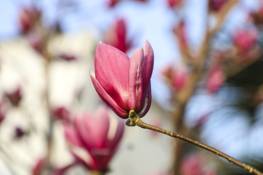 玉兰花苞