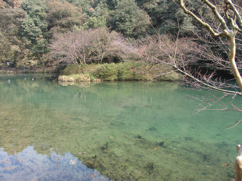 杭州九溪烟树