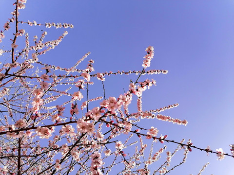 花枝背景