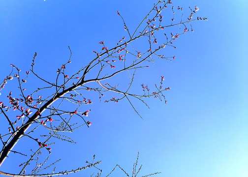 蓝天花枝花苞