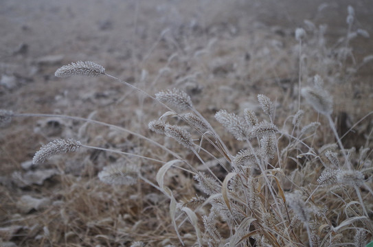 霜降草丛
