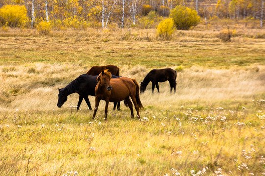 草原秋季吃草的马群