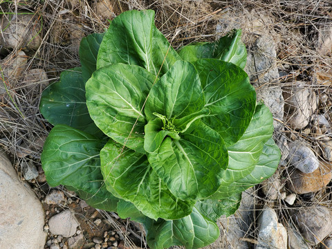 一颗绿色大白菜