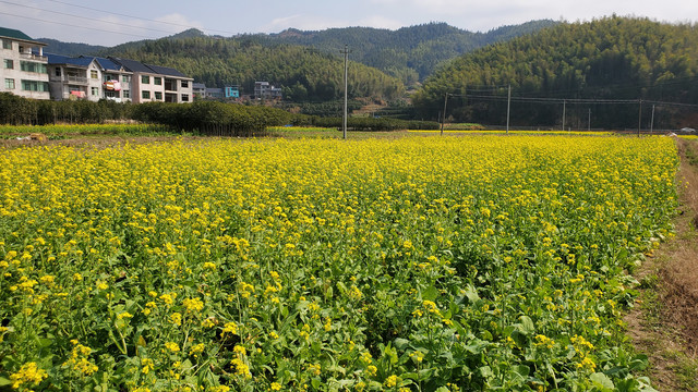 农村油菜花