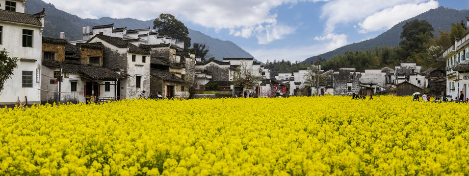 油菜花高清接片大图