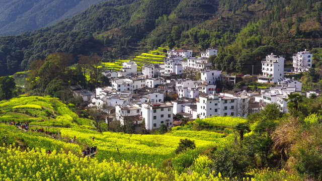 油菜花高清接片大图