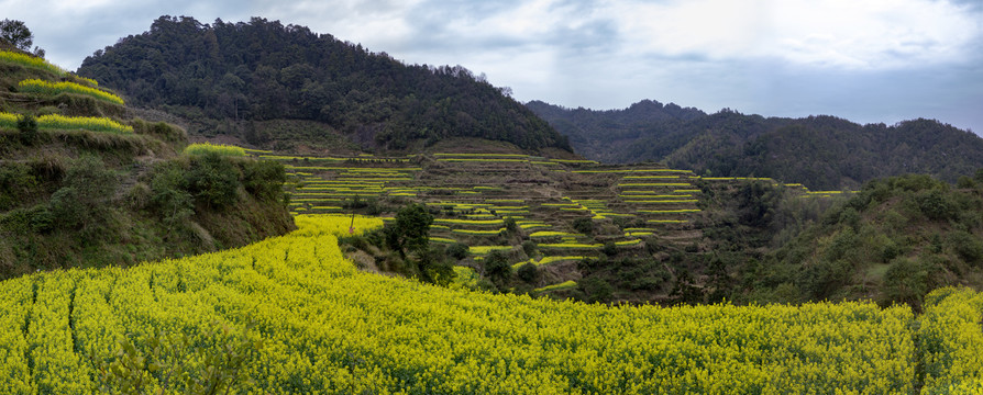 油菜花高清接片大图