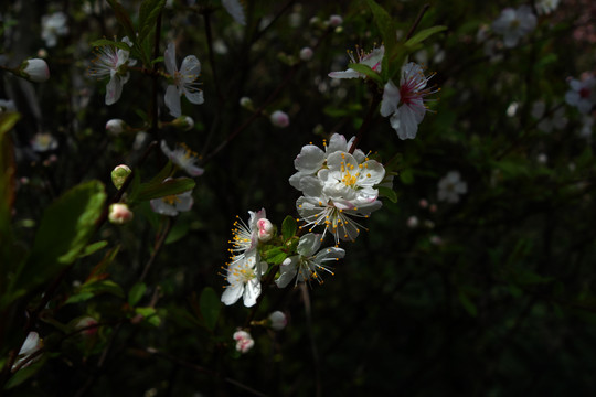 欧李花