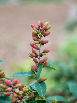 鼠李科勾儿茶属植物多花勾儿茶