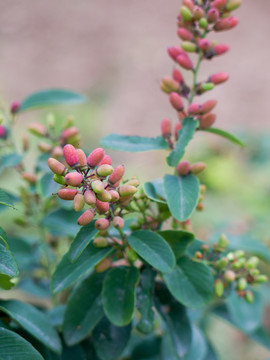 鼠李科勾儿茶属植物多花勾儿茶