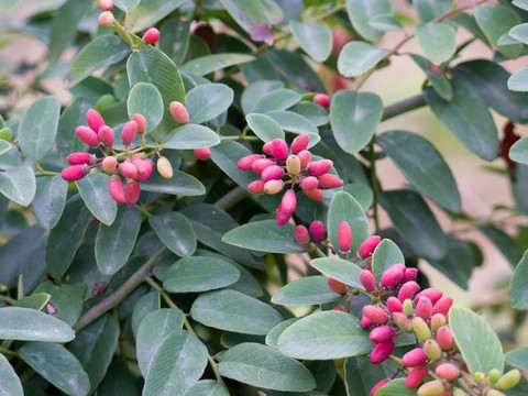 鼠李科勾儿茶属植物多花勾儿茶