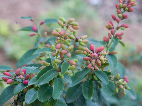 鼠李科勾儿茶属植物多花勾儿茶