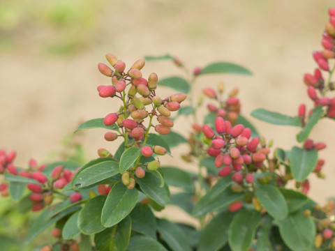 鼠李科勾儿茶属植物多花勾儿茶