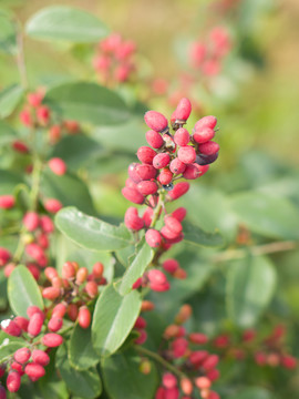 鼠李科勾儿茶属植物多花勾儿茶