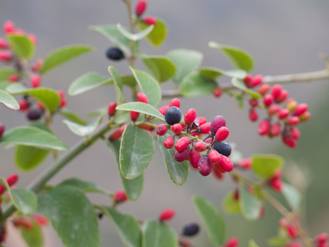 鼠李科勾儿茶属植物多花勾儿茶