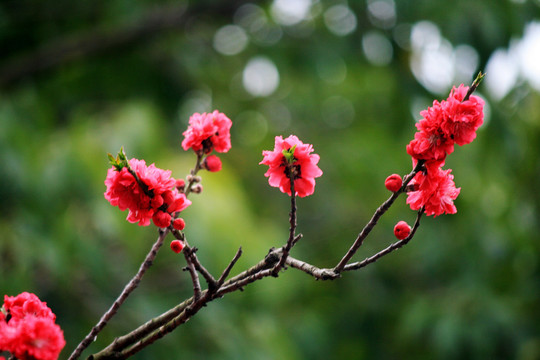 蟠桃花