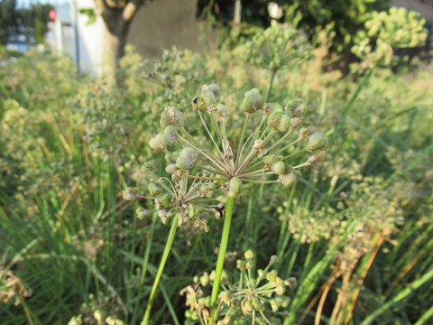 韭菜花韭菜苔