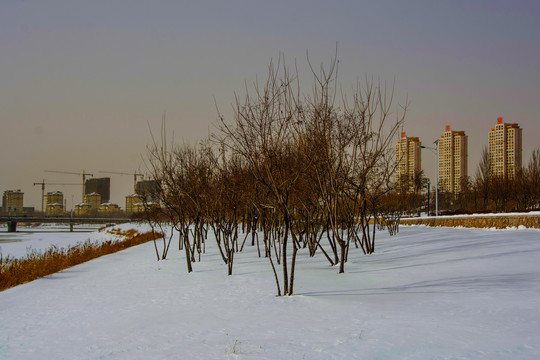 鞍山万水河岸树林雪地与高层建筑