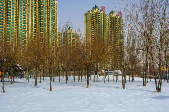 鞍山万水河树林雪地与高层建筑