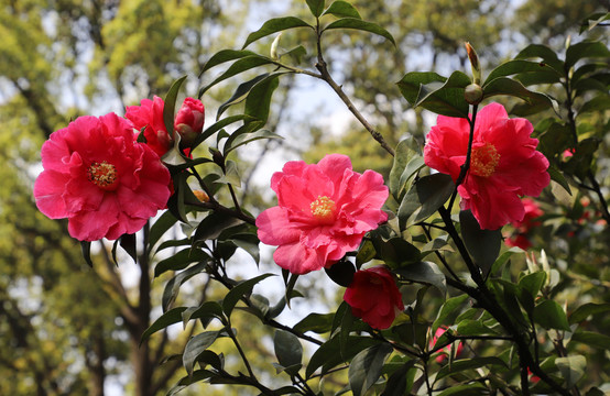 山茶花