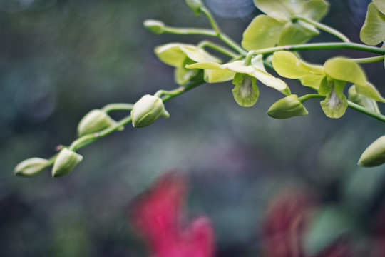 春天绿色的花蕾