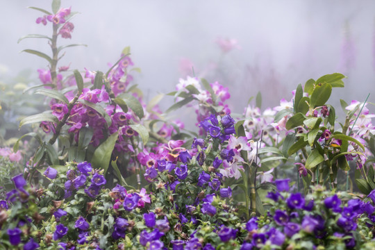 紫色梦幻浪漫花卉朦胧背景