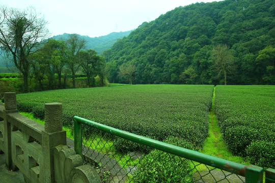 茶山