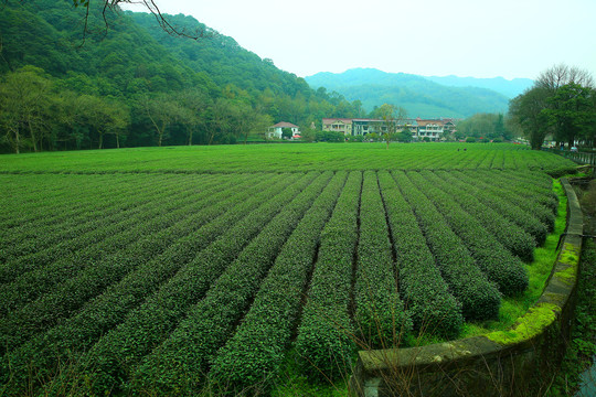 茶山